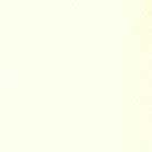 Confezione 25 cartoncini Bazzill classico formato 30,5x30,5 (216 gr circa) - Cream Puff